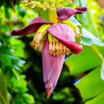 Banana Flowers